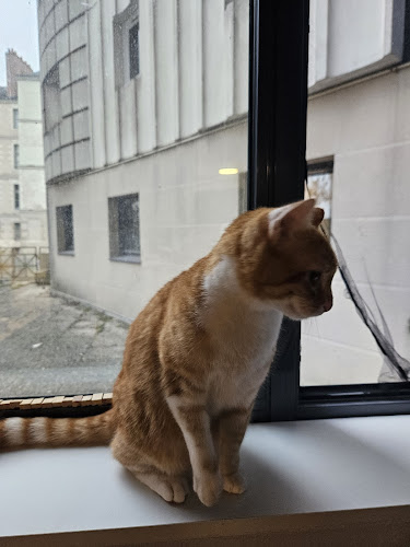 Friendly neighbourhood cat