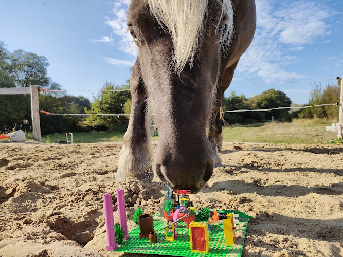 Des Chevaux et des Hommes, Equicoaching